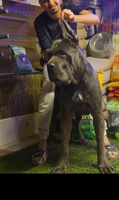 ذكر كين كورسو cane corso