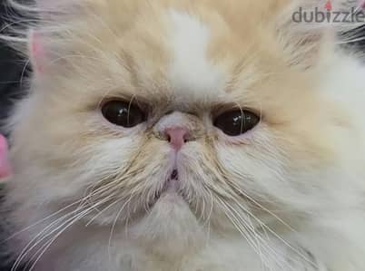 قط ولد ٦ شهور بيرشن فان ريد زورار توب محلي اصول مسجلة