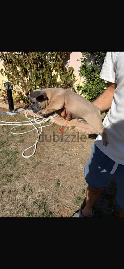 French Bulldog Puppy for Sale