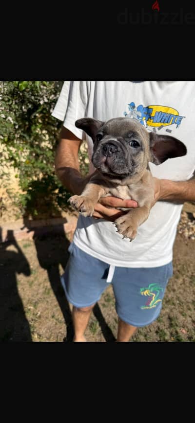 French Bulldog Puppy for Sale