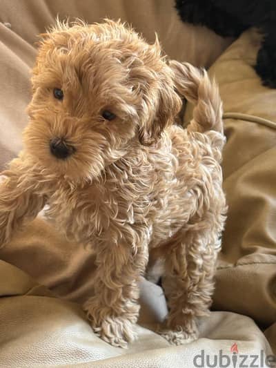 Maltipoo مالتيبو