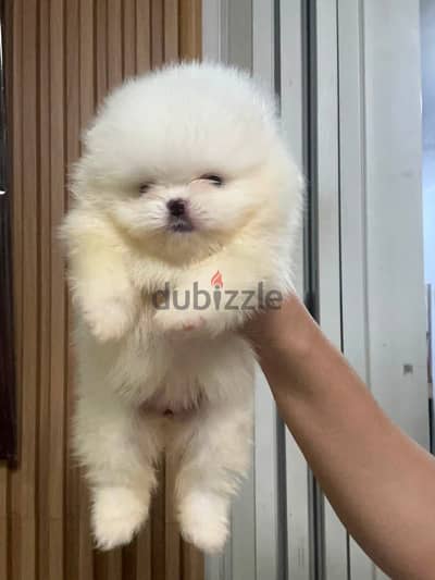 Available Pomeranian puppy top quality
