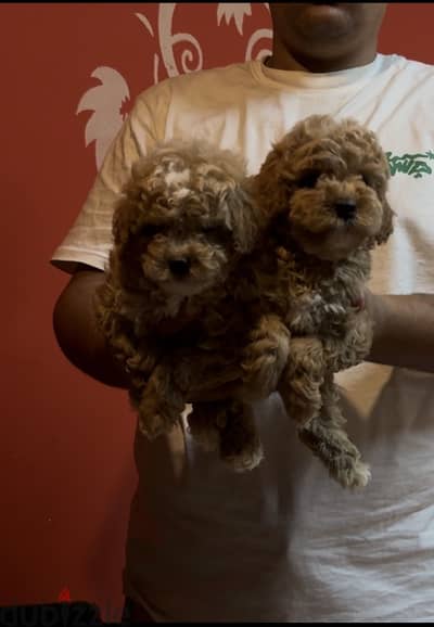 Toy poodle