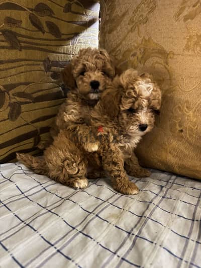 Toy poodle