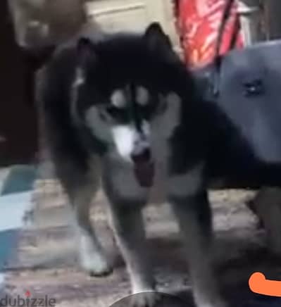 نتايه هاسكي للبيع اقل من سنه شكلها جميل