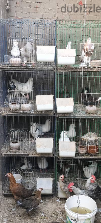 مشروع ناجح حمام انواع