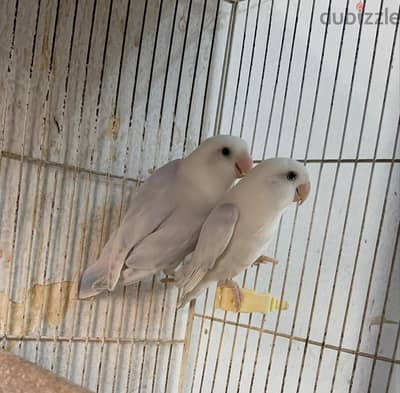 4 قصوص روز اوبلاين باليد