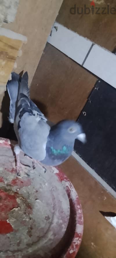 دكر حمام جمعيه