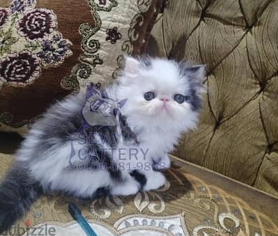 قطقوطة بنوتة توب