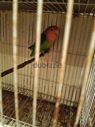 لهواه الروز دكر عمر سنه