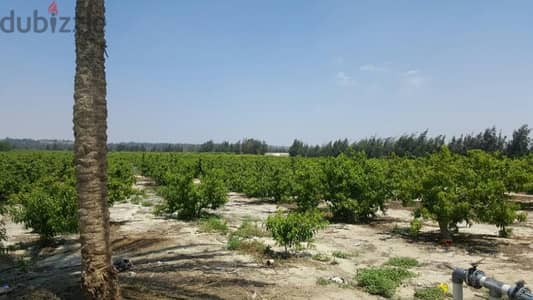 مزرعة مميزة للبيع بمساحة 20 فدانًا القاهرة -الاسكندرية الصحراوي