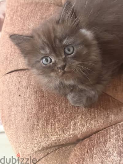 قط ذكر لهواه الغوامق هاف