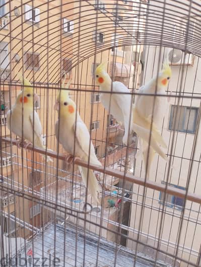 كوكتيل لاتيني شباب عمر 4 شهور