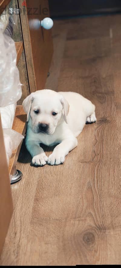 لابرادور أبيض | White labrador