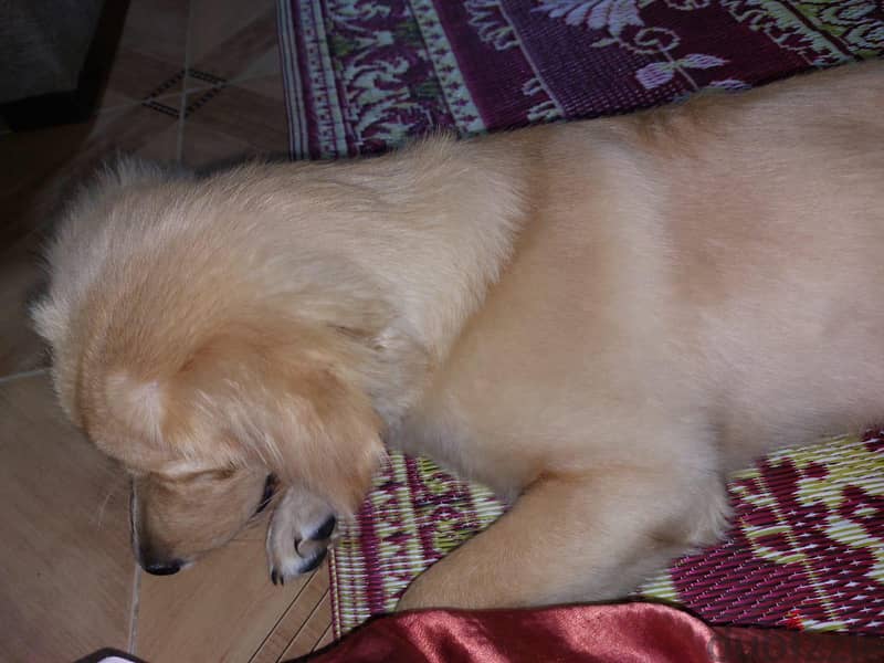 Faisal 1