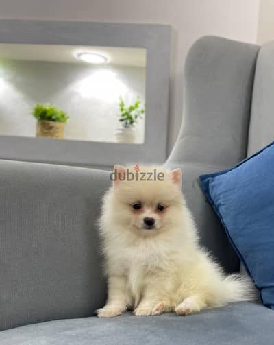 Pomeranian puppy male top quality
