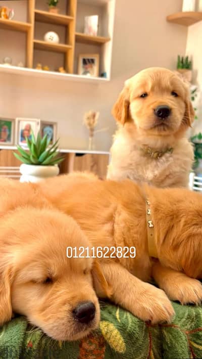 Golden retriever puppies اجمل جراوي جولدن