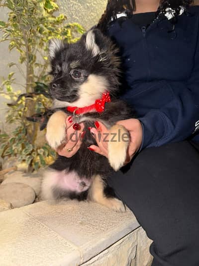 Pomeranian mini