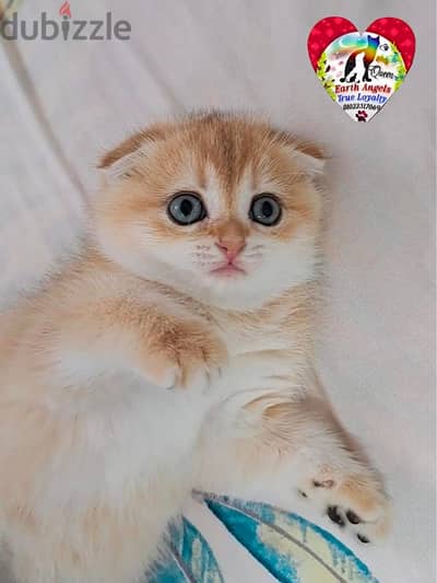 أنثى سكوتش فولد Scottish Fold