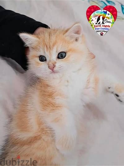 ذكر سكوتش سترايت Scottish Fold