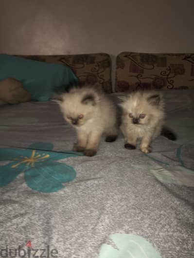 قطط هملايه