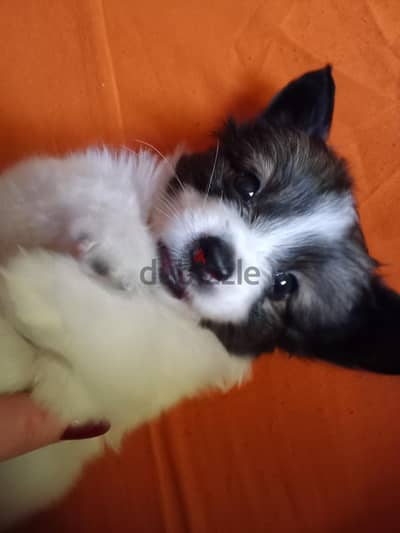 Griffon Bruxellois mixed with a Shih Tzu