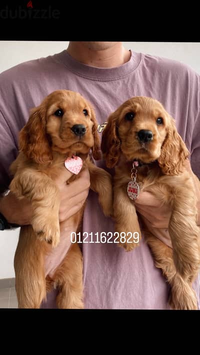 Top quality cocker spaniel puppies اجمل جراوي كوكر بيور