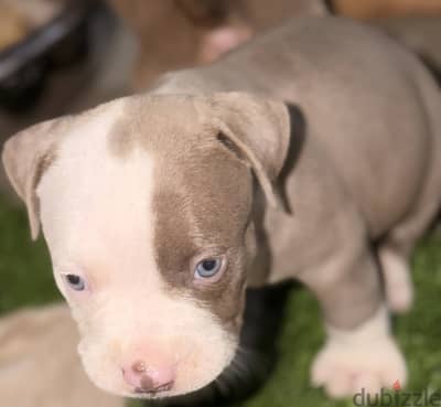 Puppy red nose blue eye