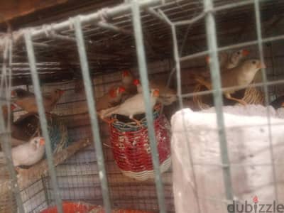 عصافير زيبرا للبيع المكان المقطم  التواصل 01141569597