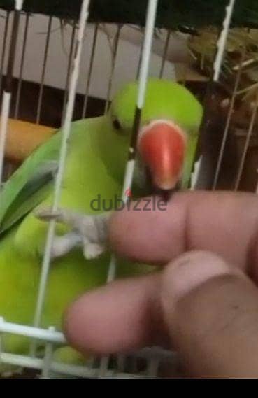 بسعر مميز