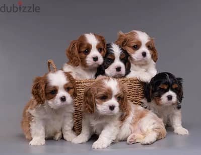 Premium cavalier King Charles puppies , كفالير