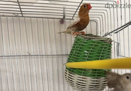 ٣ قصوص زيبرا للبيع في العبور