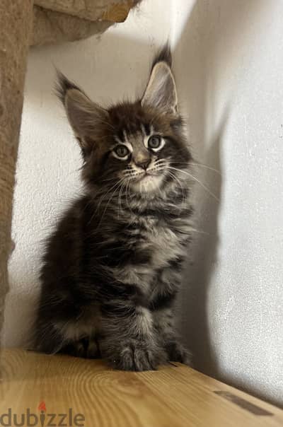 Kitten male Maine coon polydactyl