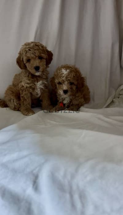 Toy poodle
