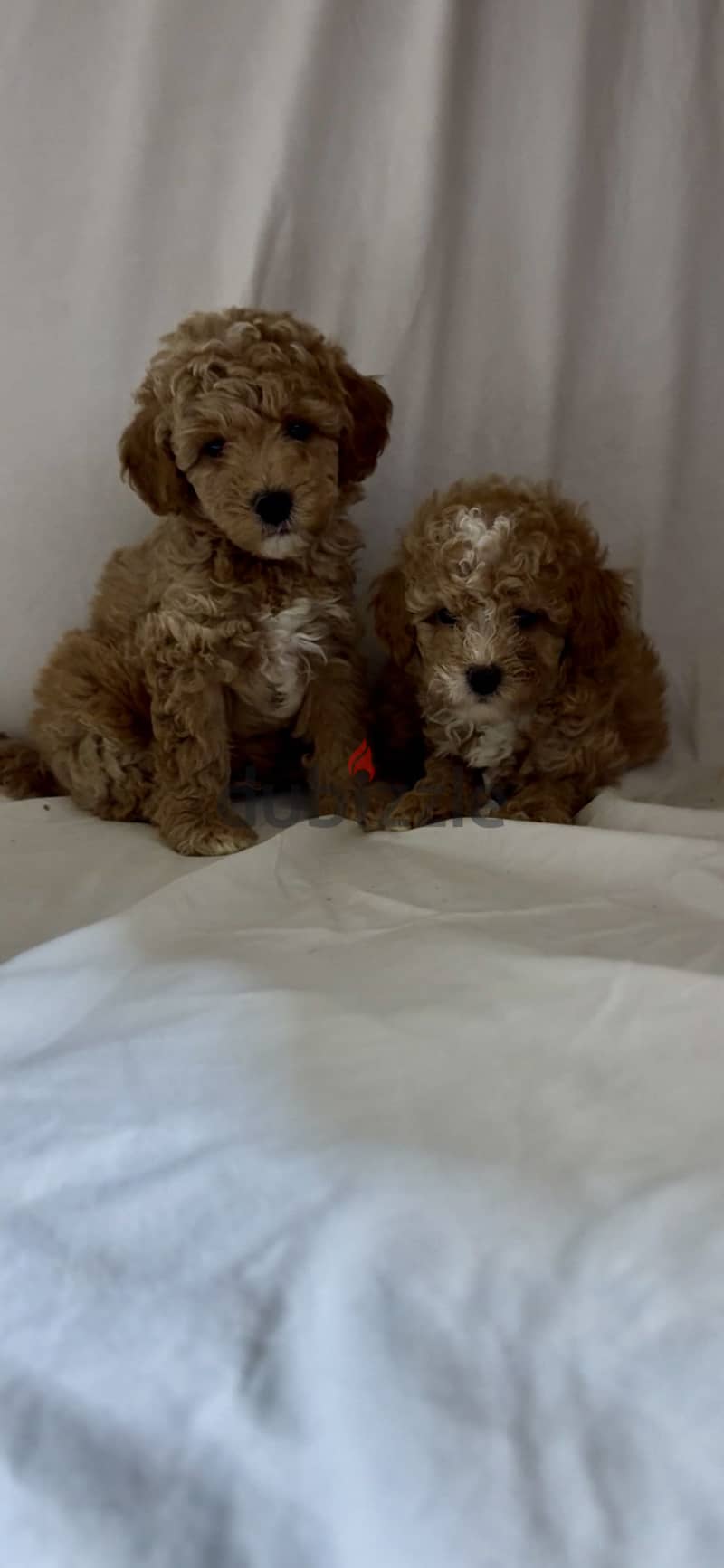 Toy poodle 1