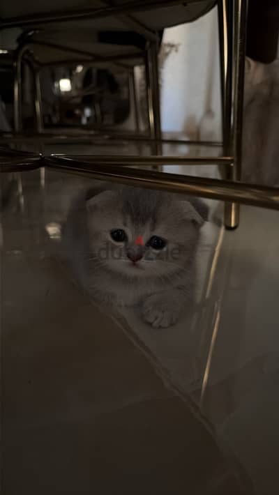 قطط سكوتش للبيع