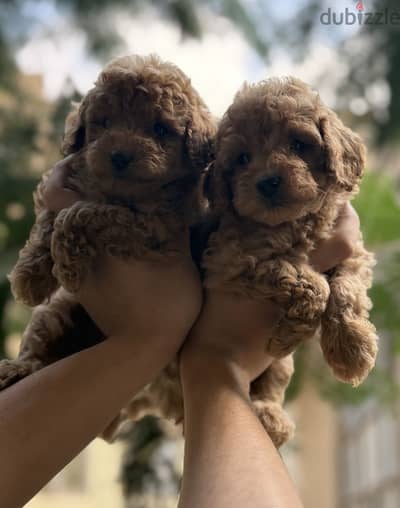 Poodle puppies