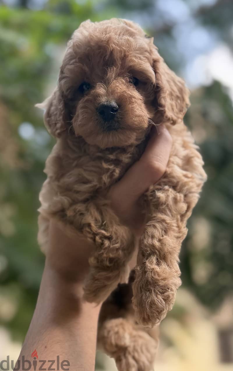 Poodle puppies 3