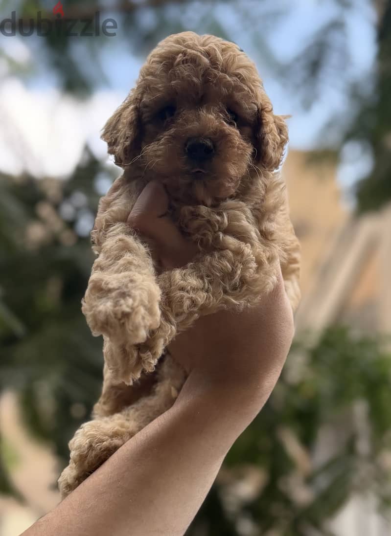 Poodle puppies 4