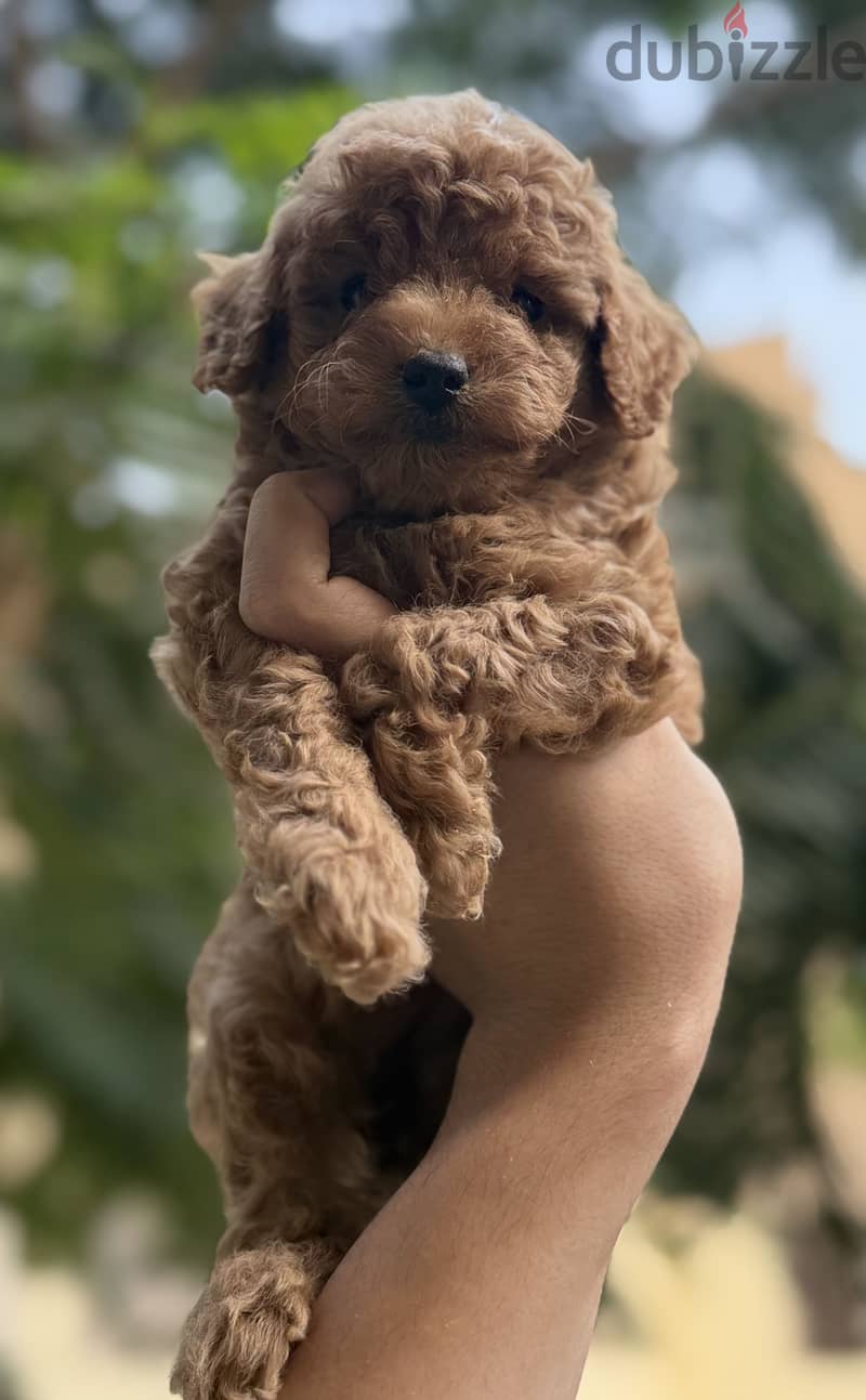 Poodle puppies 5