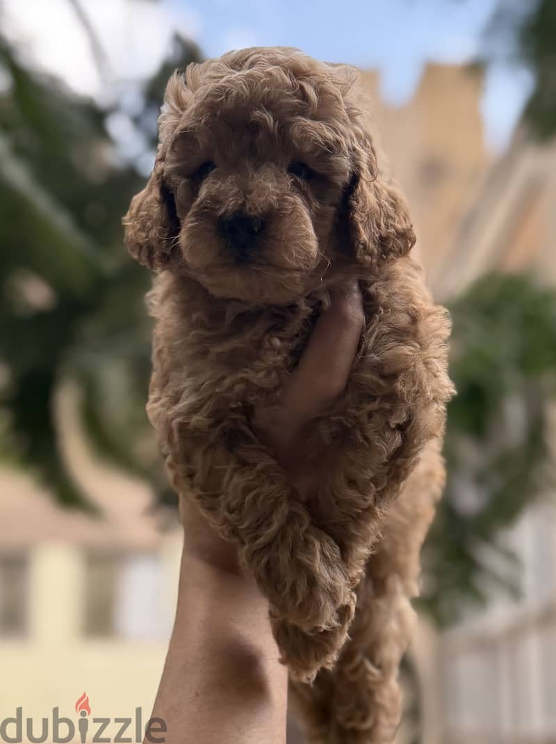 Poodle puppies 6