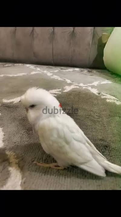 وصل فروخ تاكيل اليدوي