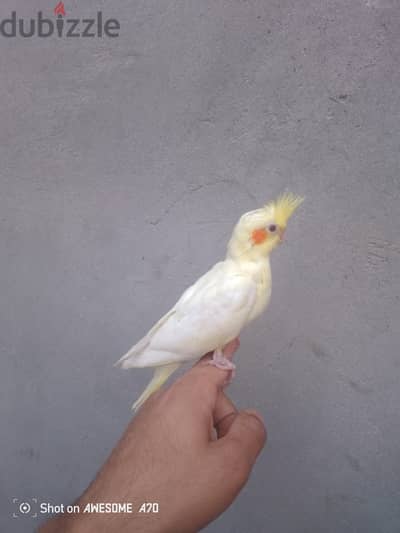 جوز كوكتيل لاتيني مدرب