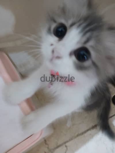 قط شيرازي مون فيس