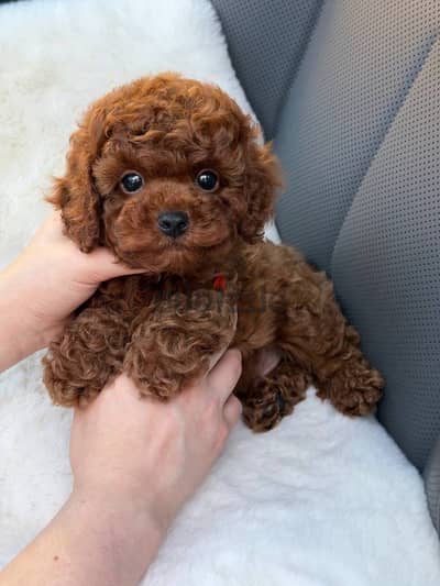 Poodle. بودل . poodle