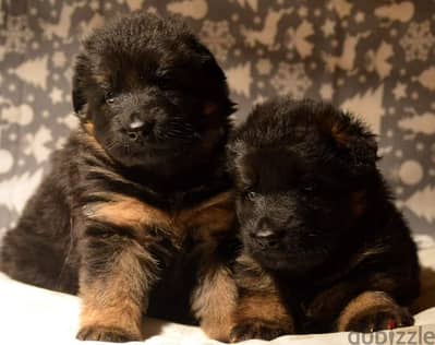 German shepherd puppies male female German جراوي جيرمن شيبرد ذكر انثي