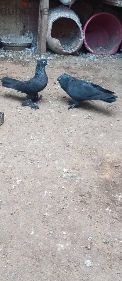 قص يمني شغالين ومستوى عالي جدا