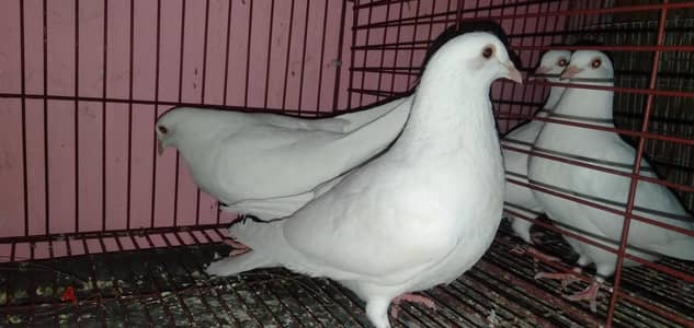 لاحم فرنساوى