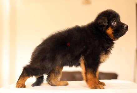جراوي جيرمن شيبرد ذكر انثي German shepherd puppies male female