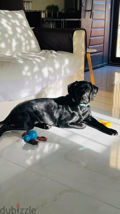 Black Labrador